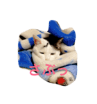 the cat who live in my house（個別スタンプ：13）