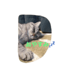 the cat who live in my house（個別スタンプ：14）
