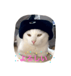 the cat who live in my house（個別スタンプ：15）
