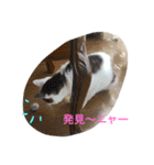 the cat who live in my house（個別スタンプ：16）