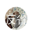 ヨークシャテリア シルキーくん 3（個別スタンプ：1）