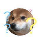 柴犬たける（個別スタンプ：1）