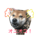 柴犬たける（個別スタンプ：2）