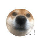 柴犬たける（個別スタンプ：3）