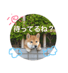 柴犬たける（個別スタンプ：4）