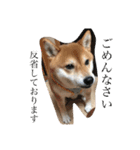 柴犬たける（個別スタンプ：5）