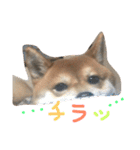 柴犬たける（個別スタンプ：6）