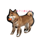柴犬たける（個別スタンプ：7）