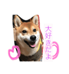柴犬たける（個別スタンプ：8）
