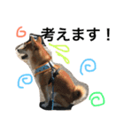 柴犬たける（個別スタンプ：9）