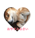 柴犬たける（個別スタンプ：10）