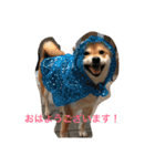 柴犬たける（個別スタンプ：11）