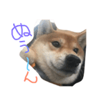 柴犬たける（個別スタンプ：12）