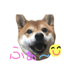 柴犬たける（個別スタンプ：13）