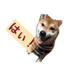 柴犬たける（個別スタンプ：15）