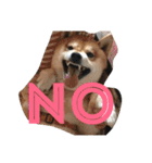 柴犬たける（個別スタンプ：16）