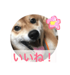 柴犬たける（個別スタンプ：17）