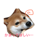 柴犬たける（個別スタンプ：18）