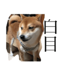 柴犬たける（個別スタンプ：19）