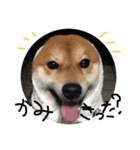 柴犬たける（個別スタンプ：20）