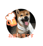柴犬たける（個別スタンプ：21）