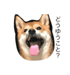 柴犬たける（個別スタンプ：23）