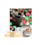 柴犬たける（個別スタンプ：24）