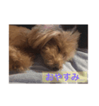 トイプードルのセシルちゃん（個別スタンプ：2）