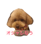 トイプードルのセシルちゃん（個別スタンプ：3）