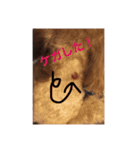 トイプードルのセシルちゃん（個別スタンプ：4）