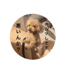 トイプードルのセシルちゃん（個別スタンプ：5）