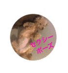 トイプードルのセシルちゃん（個別スタンプ：7）