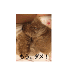 トイプードルのセシルちゃん（個別スタンプ：9）