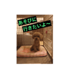 トイプードルのセシルちゃん（個別スタンプ：11）