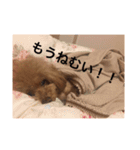 トイプードルのセシルちゃん（個別スタンプ：14）