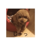 トイプードルのセシルちゃん（個別スタンプ：15）