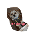 わんこたちの日常（個別スタンプ：1）