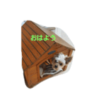 わんこたちの日常（個別スタンプ：8）