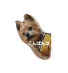 わんこたちの日常（個別スタンプ：10）