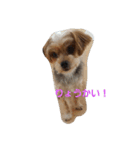 わんこたちの日常（個別スタンプ：13）