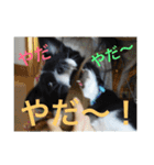 MIX犬★食いしん坊くぅの日常【青春編】（個別スタンプ：3）