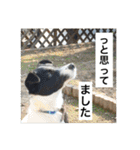 MIX犬★食いしん坊くぅの日常【青春編】（個別スタンプ：5）
