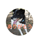 MIX犬★食いしん坊くぅの日常【青春編】（個別スタンプ：8）