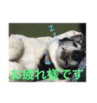 MIX犬★食いしん坊くぅの日常【青春編】（個別スタンプ：13）