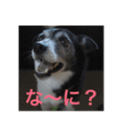 MIX犬★食いしん坊くぅの日常【青春編】（個別スタンプ：14）