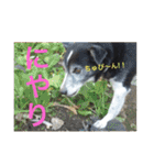 MIX犬★食いしん坊くぅの日常【青春編】（個別スタンプ：15）