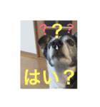MIX犬★食いしん坊くぅの日常【青春編】（個別スタンプ：18）