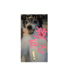 MIX犬★食いしん坊くぅの日常【青春編】（個別スタンプ：20）