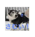 MIX犬★食いしん坊くぅの日常【青春編】（個別スタンプ：24）
