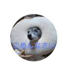 MIX犬★食いしん坊くぅの日常【青春編】（個別スタンプ：25）